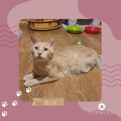 Kater Joshi wünscht sich eine Familie, EKH - Kater