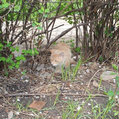 Kater Joshi wünscht sich eine Familie, EKH - Kater