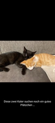 Kater, Kater Jungtier - Kater 1