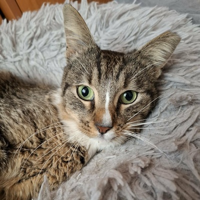 Kater Kito ist bereit für sein Zuhause, EKH - Kater