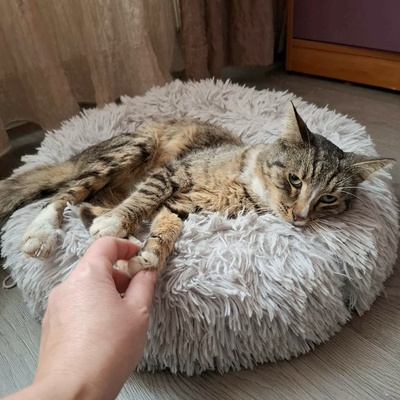 Kater Kito ist bereit für sein Zuhause, EKH - Kater