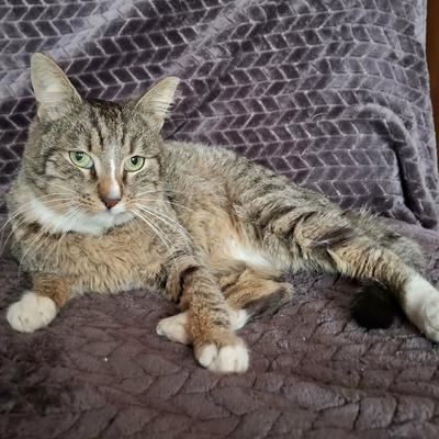 Kater Kito ist bereit für sein Zuhause, EKH - Kater