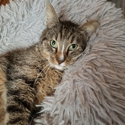 Kater Kito ist bereit für sein Zuhause, EKH - Kater