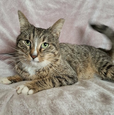 Kater Kito ist bereit für sein Zuhause, EKH - Kater