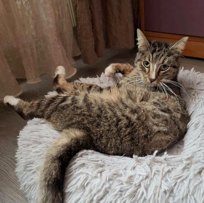 Kater Kito ist bereit für sein Zuhause, EKH - Kater