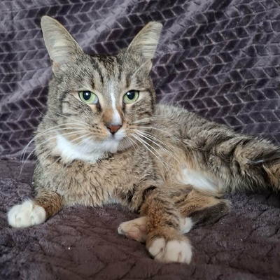 Kater Kito ist bereit für sein Zuhause, EKH - Kater