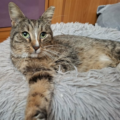 Kater Kito ist bereit für sein Zuhause, EKH - Kater