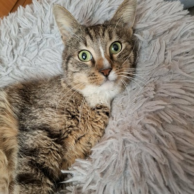 Kater Kito ist bereit für sein Zuhause, EKH - Kater