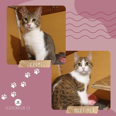 Kater Krümel und Mortimer schmusen gern, EKH - Kater