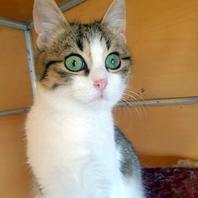 Kater Krümel und Mortimer schmusen gern, EKH - Kater