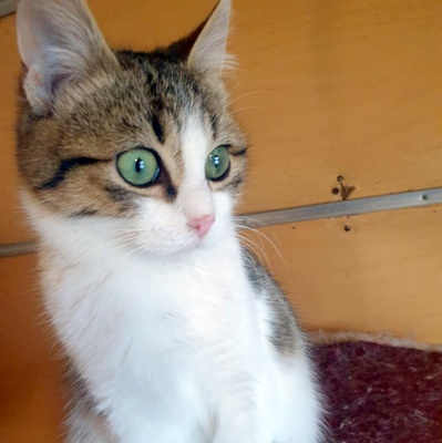 Kater Krümel und Mortimer schmusen gern, EKH - Kater