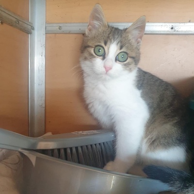 Kater Krümel und Mortimer schmusen gern, EKH - Kater