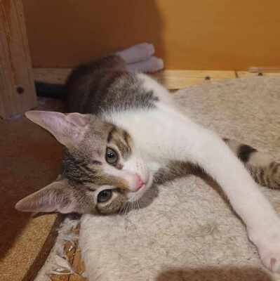 Kater Krümel und Mortimer schmusen gern, EKH - Kater
