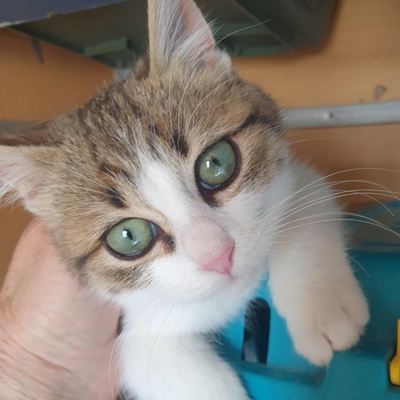 Kater Krümel und Mortimer schmusen gern, EKH - Kater