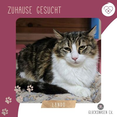 Kater Lando braucht etwas Zeit zum Ankommen