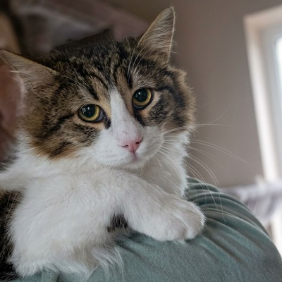 Kater Lando braucht etwas Zeit zum Ankommen, EKH - Kater