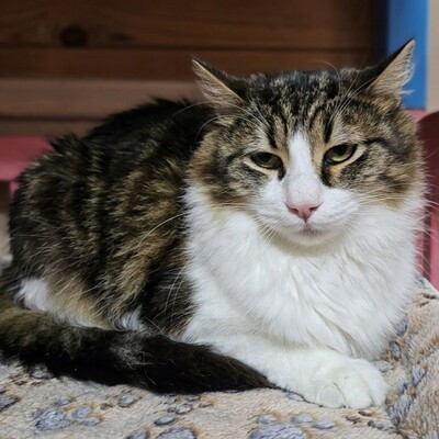 Kater Lando braucht etwas Zeit zum Ankommen, EKH - Kater