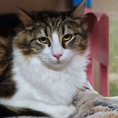 Kater Lando braucht etwas Zeit zum Ankommen, EKH - Kater