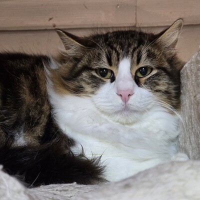 Kater Lando braucht etwas Zeit zum Ankommen, EKH - Kater