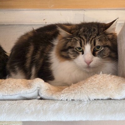 Kater Lando braucht etwas Zeit zum Ankommen, EKH - Kater