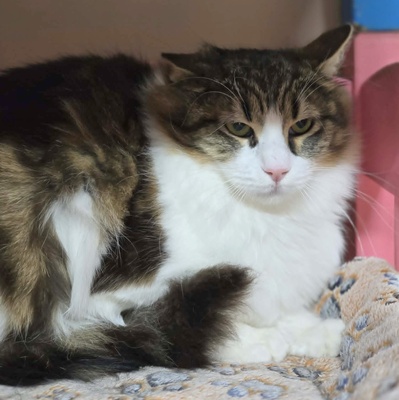 Kater Lando braucht etwas Zeit zum Ankommen, EKH - Kater