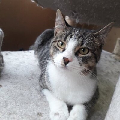 Kater Larry hofft auf sein eigenes Körbchen, EKH - Kater