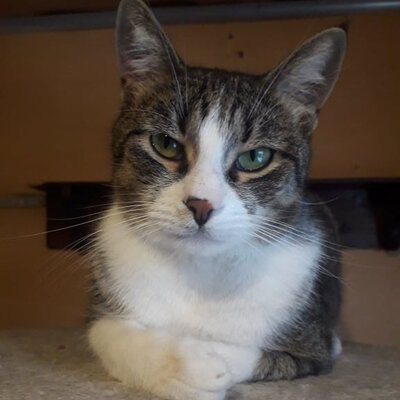 Kater Larry hofft auf sein eigenes Körbchen, EKH - Kater