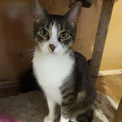 Kater Larry möchte Deine Welt erobern, EKH - Kater