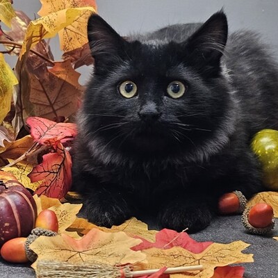 Kater Lenny und Cooper suchen ihre Menschen, EKH Jungtier - Kater