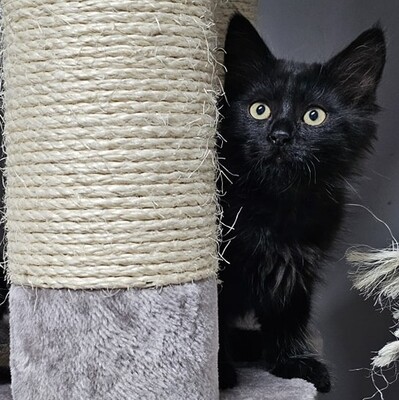 Kater Lenny und Cooper suchen ihre Menschen, EKH Jungtier - Kater