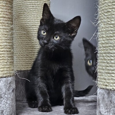 Kater Lenny und Cooper suchen ihre Menschen, EKH Jungtier - Kater