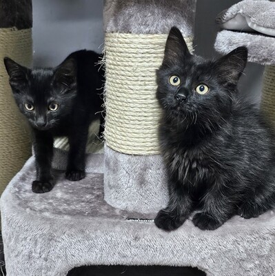 Kater Lenny und Cooper suchen ihre Menschen, EKH Jungtier - Kater