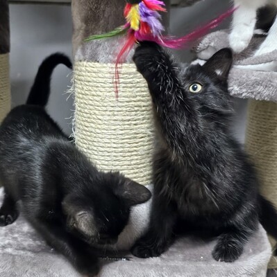 Kater Lenny und Cooper suchen ihre Menschen, EKH Jungtier - Kater