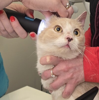 Kater Lio freut sich auf Post, EKH - Kater