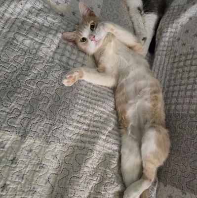 Kater Lio freut sich auf Post, EKH - Kater