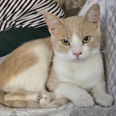 Kater Lio freut sich auf Post, EKH - Kater