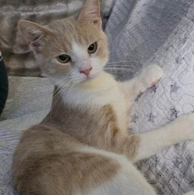 Kater Lio freut sich auf Post, EKH - Kater