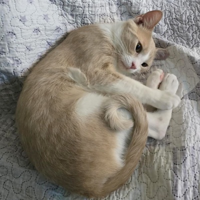 Kater Lio freut sich auf Post, EKH - Kater