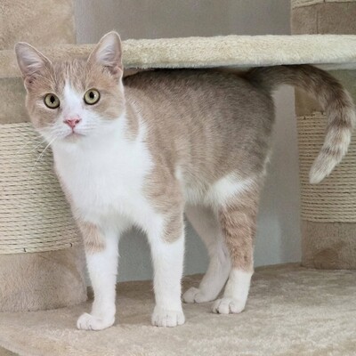 Kater Lio freut sich auf Post, EKH - Kater