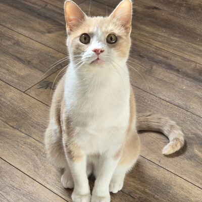 Kater Lio freut sich auf Post, EKH - Kater