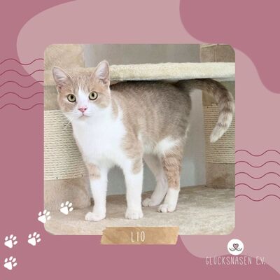 Kater Lio möchte Deine Welt erobern