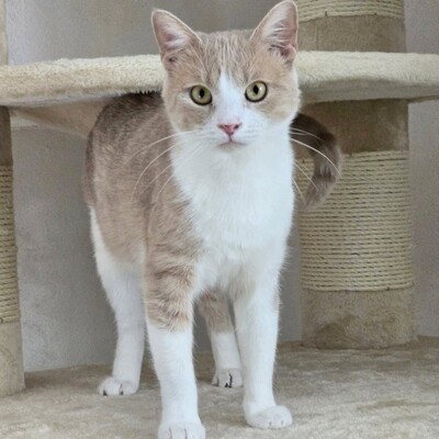 Kater Lio möchte Deine Welt erobern, EKH - Kater