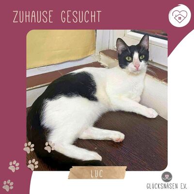 Kater Luc hofft auf sein großes Glück, EKH - Kater