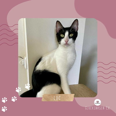 Kater Luc möchte gern ein Familienmitglied werden, EKH - Kater