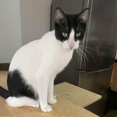 Kater Luc möchte gern ein Familienmitglied werden, EKH - Kater