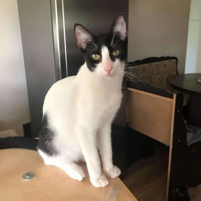 Kater Luc schmust und spielt gern, EKH - Kater