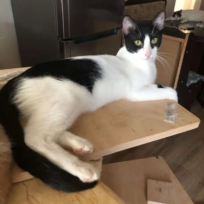 Kater Luc schmust und spielt gern, EKH - Kater