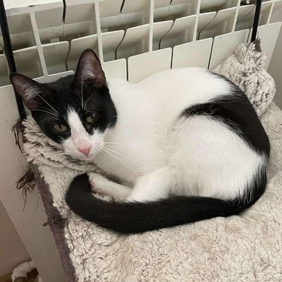 Kater Luc schmust und spielt gern, EKH - Kater