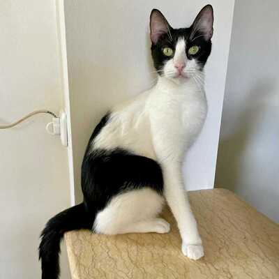 Kater Luc schmust und spielt gern, EKH - Kater