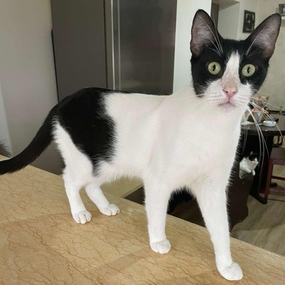 Kater Luc schmust und spielt gern, EKH - Kater